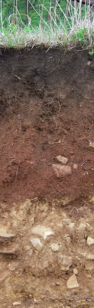 soil cross section